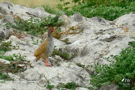 Tarangire National Park, Tanzania - 24 MAY 2026