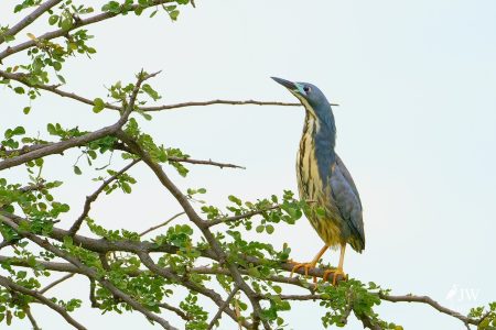 Tarangire National Park, Tanzania - 24 MAY 2026