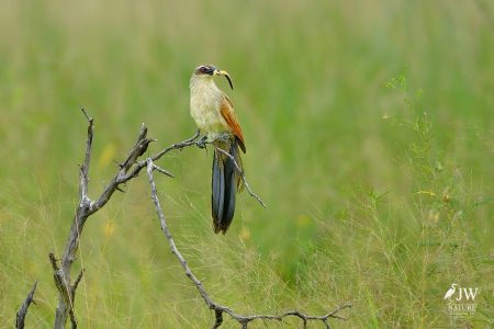 Tarangire National Park, Tanzania - 24 MAY 2026