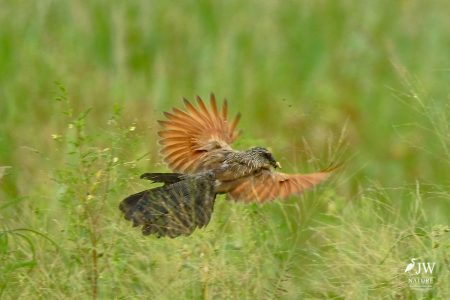 Tarangire National Park, Tanzania - 24 MAY 2026
