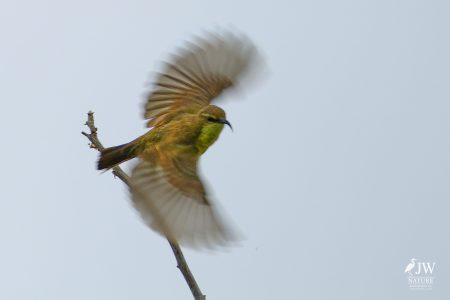 Tarangire National Park, Tanzania - 24 MAY 2026