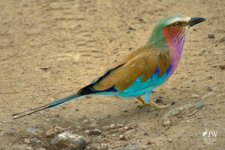 Tarangire National Park, Tanzania - 24 MAY 2026