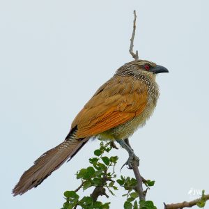 Tarangire National Park, Tanzania - 24 MAY 2026