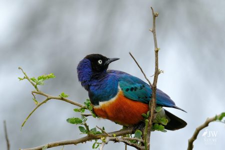 Tarangire National Park, Tanzania - 24 MAY 2026
