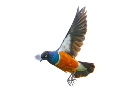 Tarangire National Park, Tanzania - 24 MAY 2026