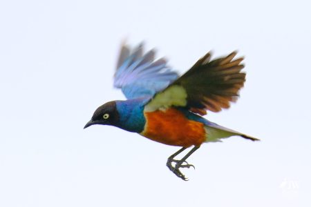 Tarangire National Park, Tanzania - 24 MAY 2026
