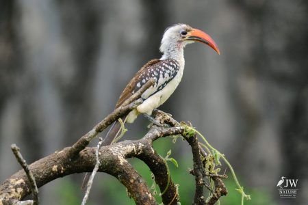 Tarangire National Park, Tanzania - 24 MAY 2026