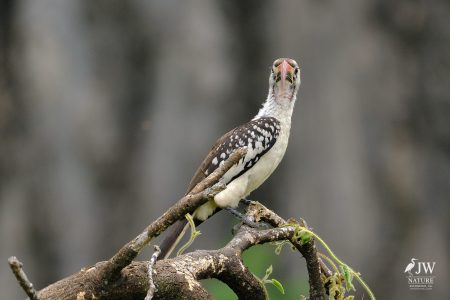 Tarangire National Park, Tanzania - 24 MAY 2026