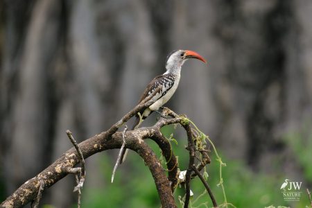 Tarangire National Park, Tanzania - 24 MAY 2026