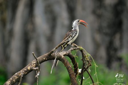 Tarangire National Park, Tanzania - 24 MAY 2026