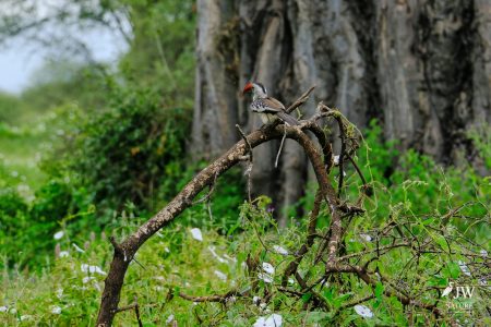 Tarangire National Park, Tanzania - 24 MAY 2026