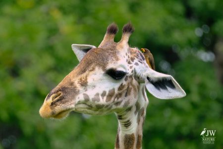 Tarangire National Park, Tanzania - 24 MAY 2026