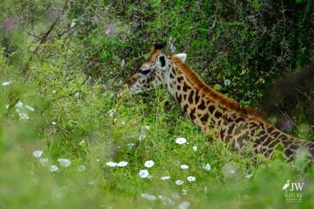 Tarangire National Park, Tanzania - 24 MAY 2026