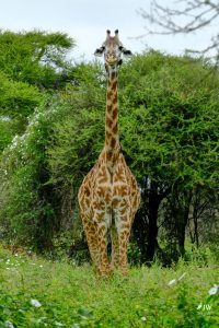 Tarangire National Park, Tanzania - 24 MAY 2026