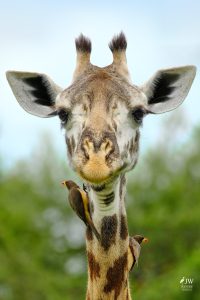 Tarangire National Park, Tanzania - 24 MAY 2026