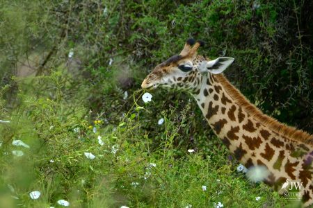 Tarangire National Park, Tanzania - 24 MAY 2026