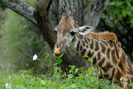 Tarangire National Park, Tanzania - 24 MAY 2026