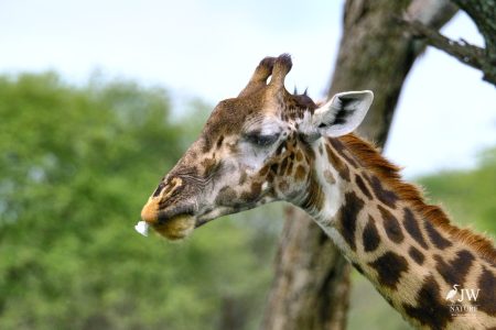 Tarangire National Park, Tanzania - 24 MAY 2026