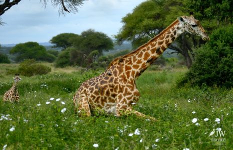 Tarangire National Park, Tanzania - 24 MAY 2026