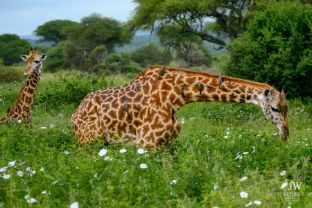 Tarangire National Park, Tanzania - 24 MAY 2026