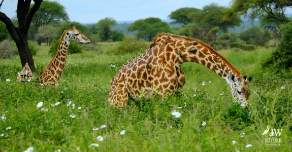 Tarangire National Park, Tanzania - 24 MAY 2026
