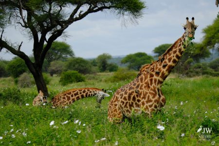 Tarangire National Park, Tanzania - 24 MAY 2026