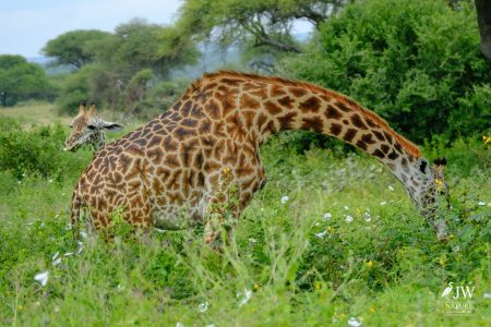 Tarangire National Park, Tanzania - 24 MAY 2026