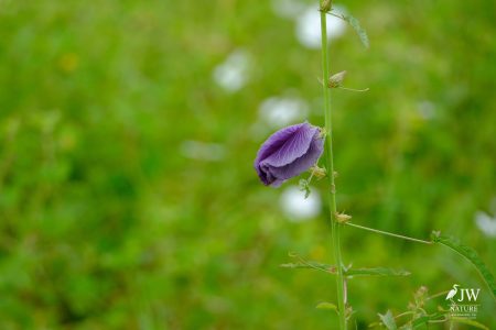 Tarangire National Park, Tanzania - 24 MAY 2026