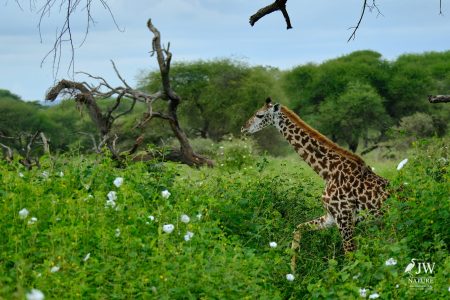 Tarangire National Park, Tanzania - 24 MAY 2026