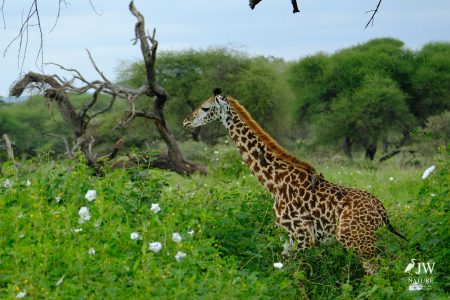 Tarangire National Park, Tanzania - 24 MAY 2026