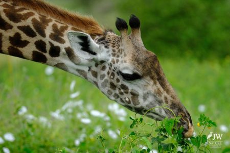 Tarangire National Park, Tanzania - 24 MAY 2026