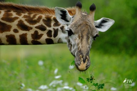 Tarangire National Park, Tanzania - 24 MAY 2026