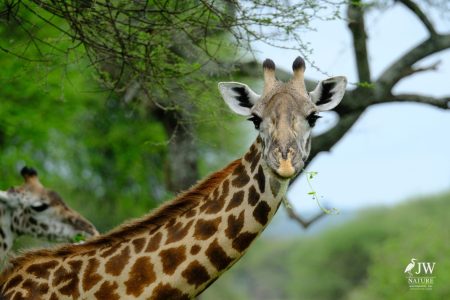 Tarangire National Park, Tanzania - 24 MAY 2026