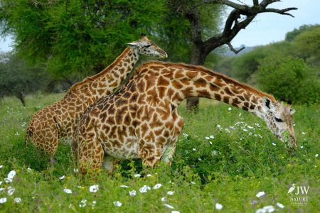 Tarangire National Park, Tanzania - 24 MAY 2026
