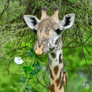 Tarangire National Park, Tanzania - 24 MAY 2026