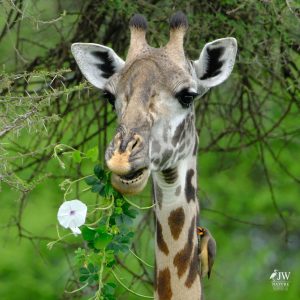 Tarangire National Park, Tanzania - 24 MAY 2026