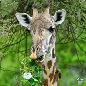 Tarangire National Park, Tanzania - 24 MAY 2026