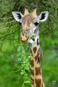 Tarangire National Park, Tanzania - 24 MAY 2026