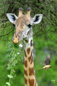 Tarangire National Park, Tanzania - 24 MAY 2026