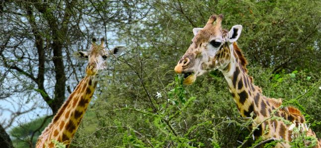 Tarangire National Park, Tanzania - 24 MAY 2026