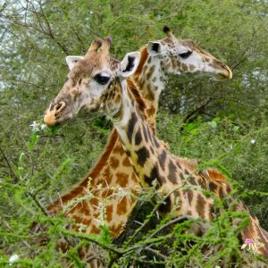 Tarangire National Park, Tanzania - 24 MAY 2026