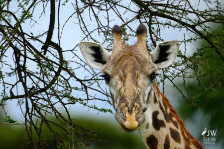 Tarangire National Park, Tanzania - 24 MAY 2026