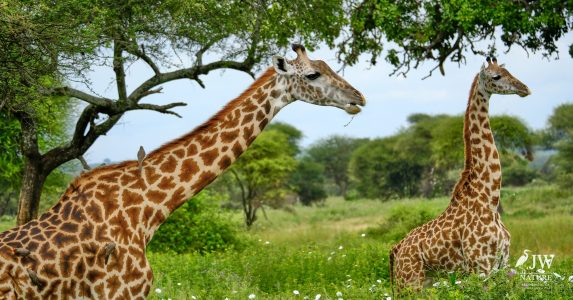 Tarangire National Park, Tanzania - 24 MAY 2026