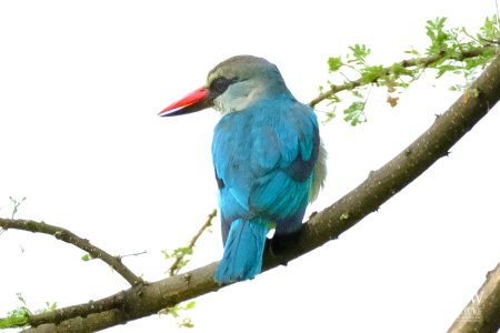 Tarangire National Park, Tanzania - 24 MAY 2026