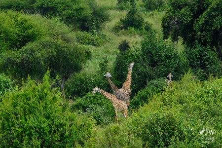 Tarangire National Park, Tanzania - 24 MAY 2026