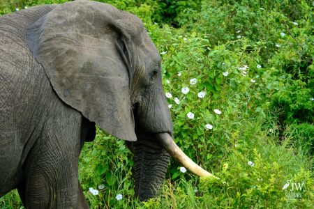 Tarangire National Park, Tanzania - 24 MAY 2026