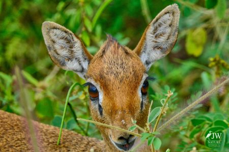 Tarangire National Park, Tanzania - 24 MAY 2026