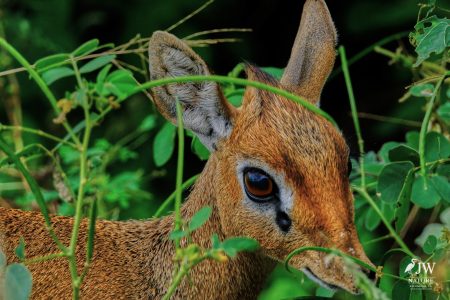 Tarangire National Park, Tanzania - 24 MAY 2026