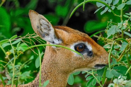 Tarangire National Park, Tanzania - 24 MAY 2026