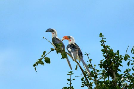 Tarangire National Park, Tanzania - 24 MAY 2026
